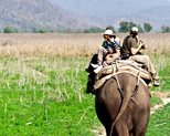 Elephant Safari in India