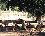 Guwahati Zoo