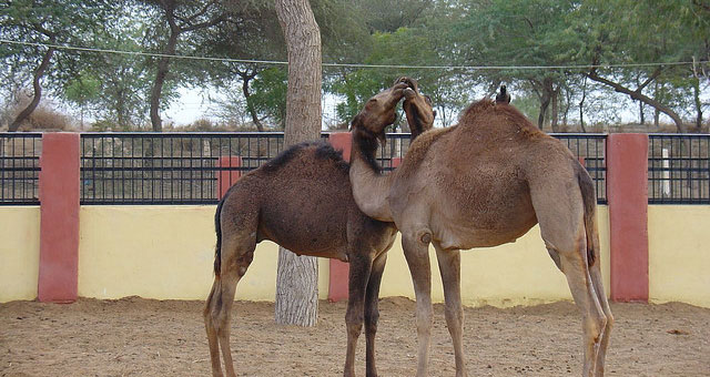 Camel Breeding Farm Bikaner