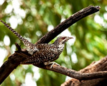 Bharatpur Bird Sanctuary