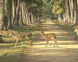 Bhitarkanika Sanctuary