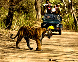 Corbett National Park