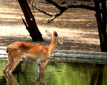 Delhi Zoo