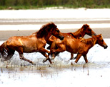 Dibru Saikhowa National Park