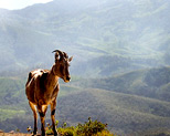 Eravikulam National Park