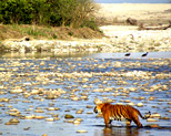 Jim Corbett National Park