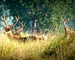 Kanha National Park