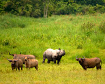 Kaziranga National Park