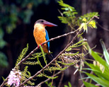 Kumarakom Bird Sanctuary