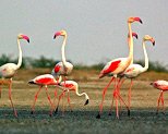 Kutch Wildlife Sanctuary