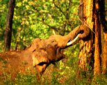 Nagarhole National Park