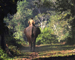 Nameri National Park