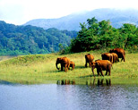 Periyar Wildlife Sanctuary