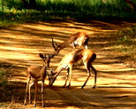 Rajasthan Wildlife Tour