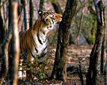 Ranthambore National Park