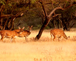 Ranthambore National