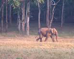 Similipal National Park