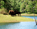 Thekkady Wildlife Sanctuary