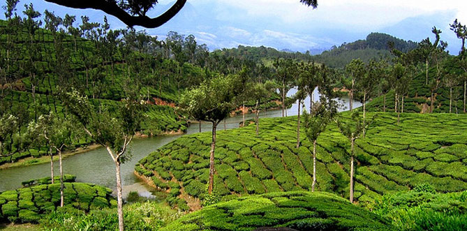 Tea Garden Munnar