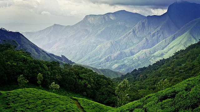 Tea Plantation Munnar