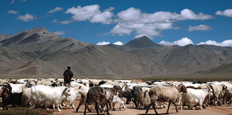 Ladakh Tours