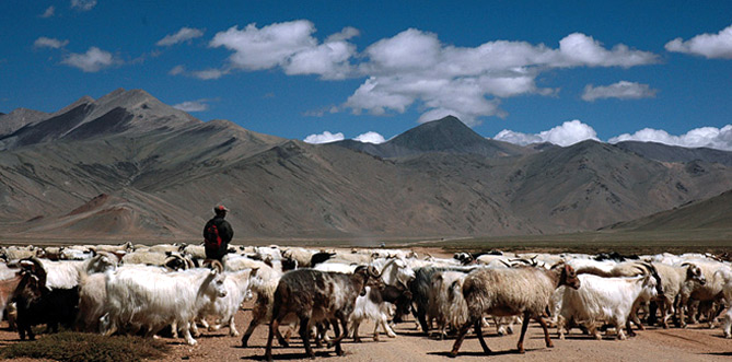 Ladakh Tours