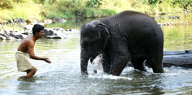 Elephant Safari in India