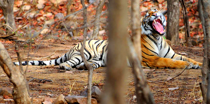 Rajasthan Wildlife Tour