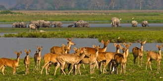 North East Wildlife and Cultural Tour