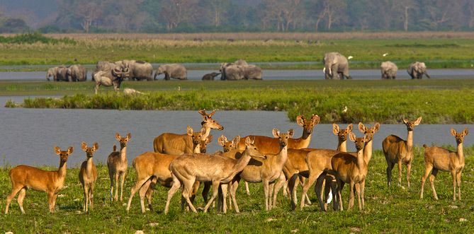 North East Wildlife and Cultural Tour