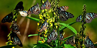 Kerala Nature Tour