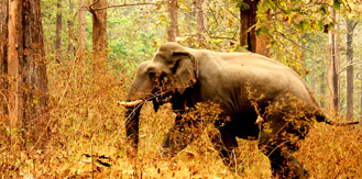 Kerala Wildlife Tour