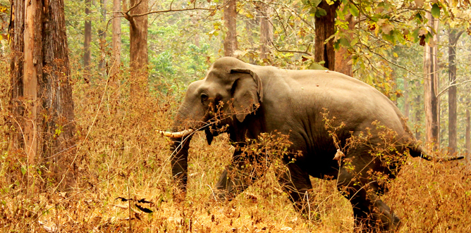 Kerala Wildlife Tour