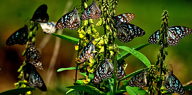 Kerala Nature