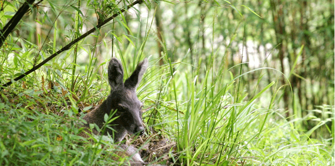 Orissa Wildlife Tour