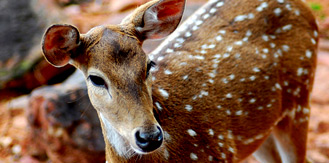 South India Wildlife Tour