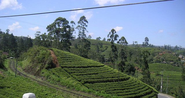 Nuwara Eliya Hills