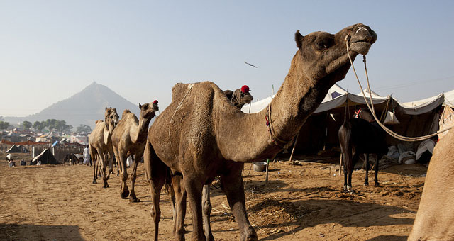 Camel Fair Pushkar