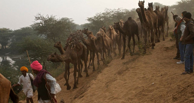 Pushkar Fair