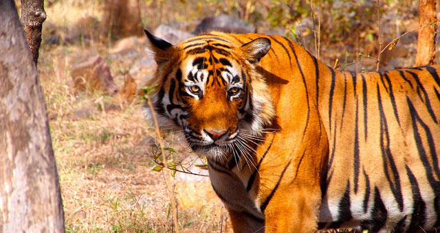 Tiger in Ranthambore National Park